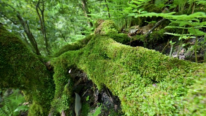 唯美大自然生态景观原始森林绿色植被