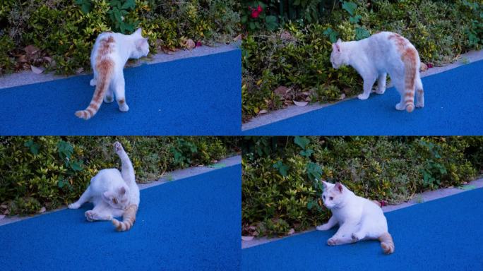 悠闲的野生黄狸花猫在花丛中寻找食物
