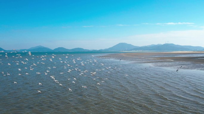 海鸟群飞壮观景象