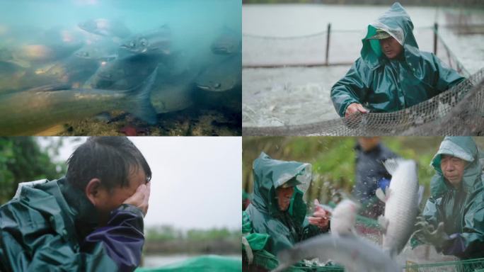 渔民雨中捕鱼丰收场景 水产养殖捕捞作业