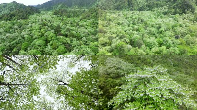珙桐树花开满山间原始森林鸽子花自然景观