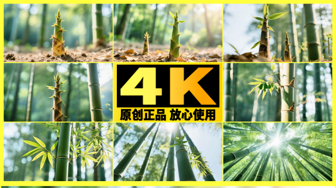 【精品】竹笋破土而出茁壮成长阳光下的竹林