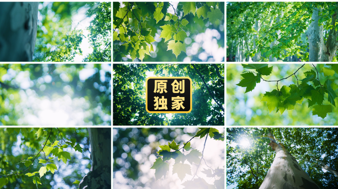 梧桐树唯美阳光穿过梧桐树叶树木光影夏天