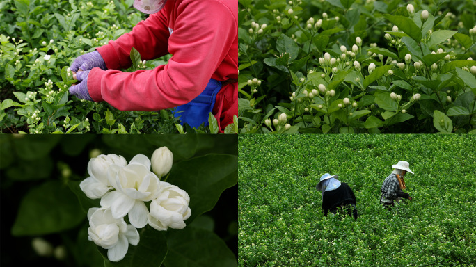 茉莉花采摘
