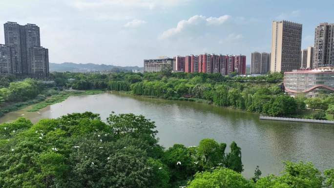 生态城市森林湿地湖水白鹭共景