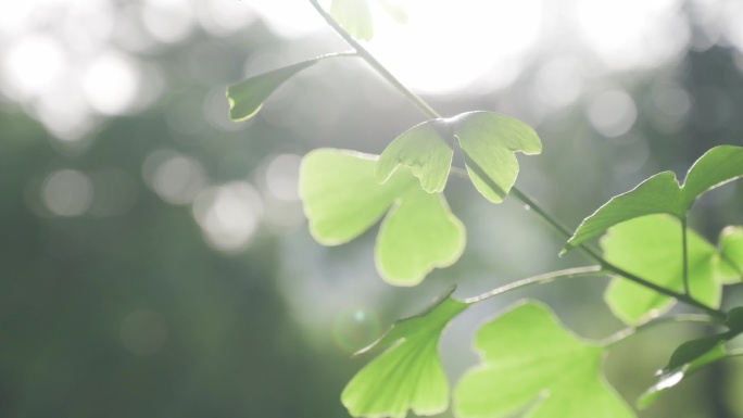 逆光树叶光影夏天绿色清新