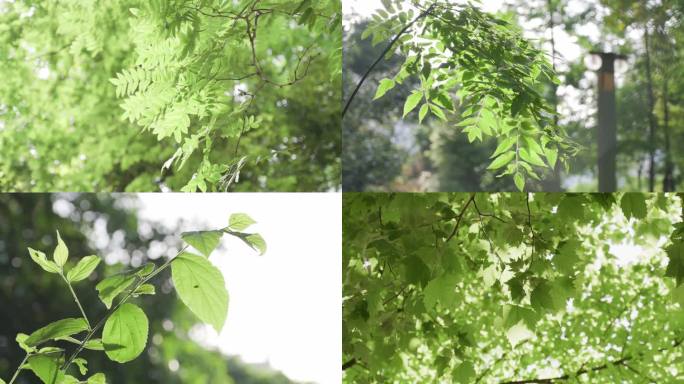 逆光树叶光影夏天绿色清新