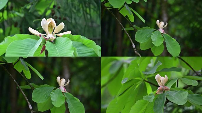 厚朴树开花中药植物树木开花