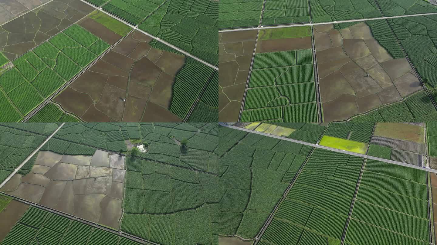 绿色稻田航拍景观 阡陌纵横的稻田风光