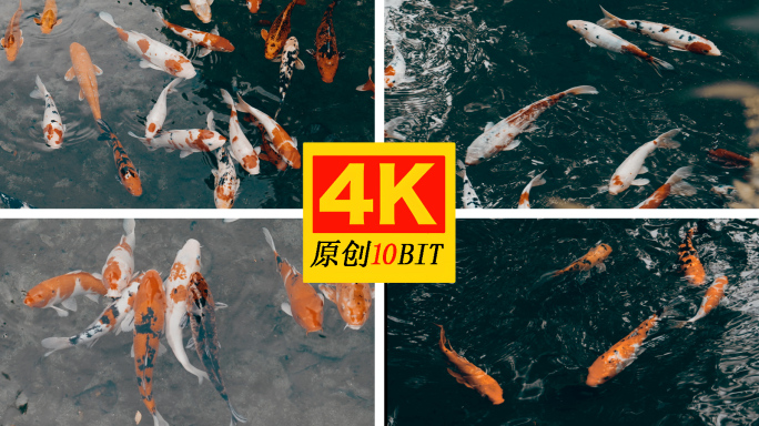 五彩锦鲤鲤鱼嬉戏4K升格慢动作高清素材