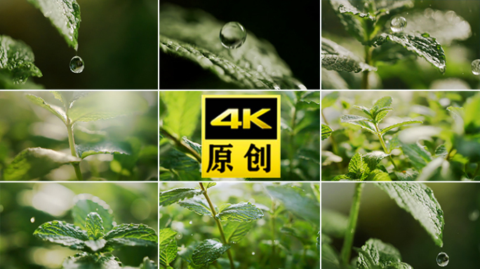 薄荷 绿色水滴薄荷叶滴水雨滴植物薄荷水滴