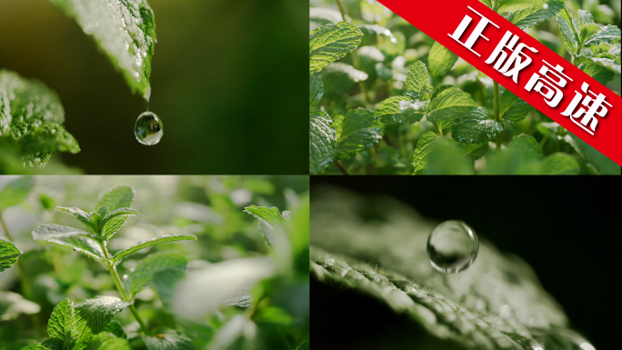 薄荷 绿色水滴薄荷叶滴水雨滴植物薄荷水滴