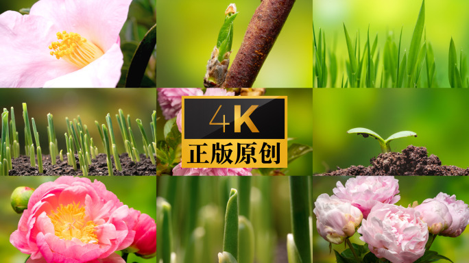 春暖花开 百花齐放 万物生长