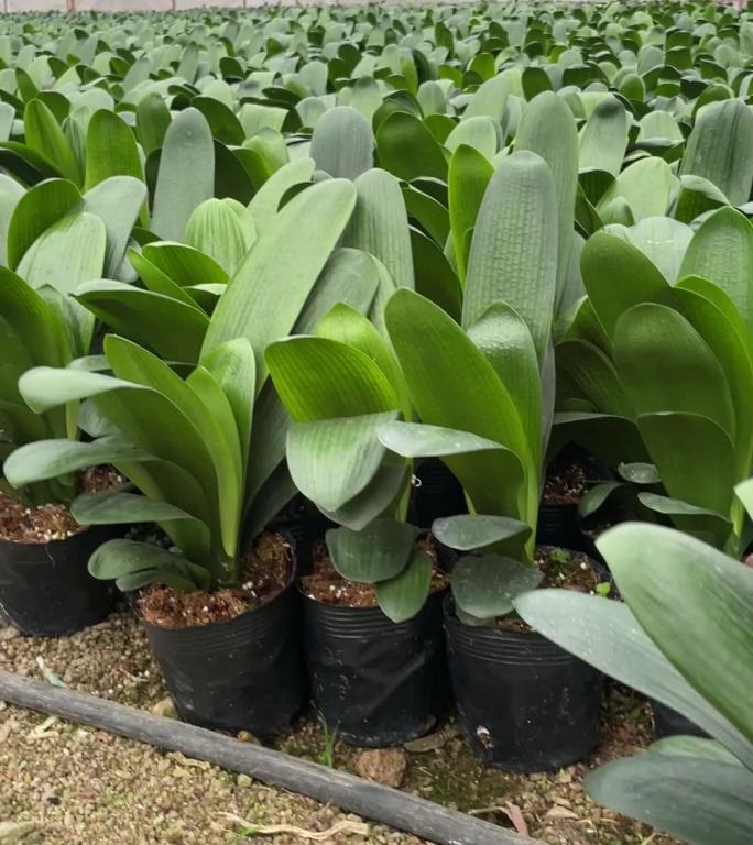 大棚花卉种植温室大棚君子兰种植