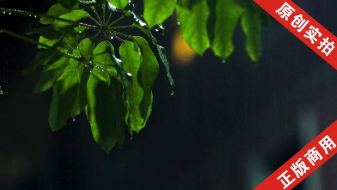 雨夜绿叶上的水滴