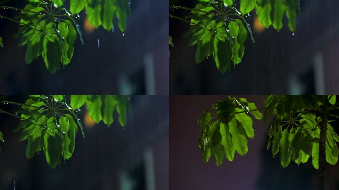 雨夜绿叶上的水滴
