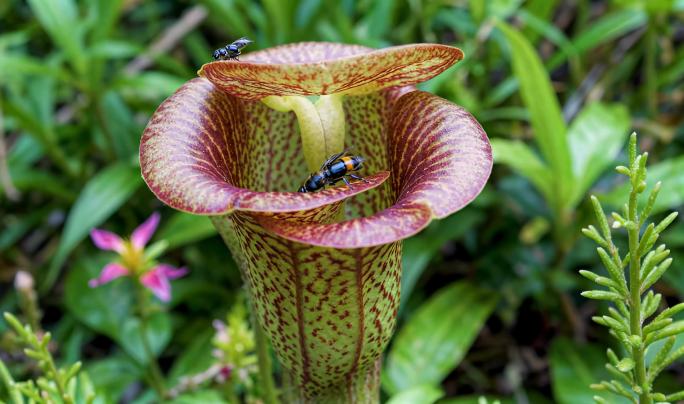 猪笼草捕食昆虫 热带雨林食虫植物