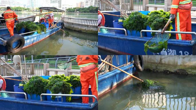 船上环卫工打捞公园湖里的水草