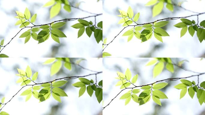 嫩绿树叶清新特写早晨清新阳光