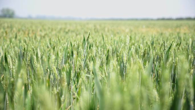 绿色麦田风光