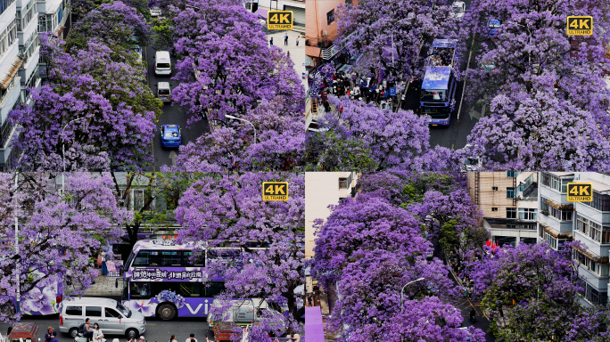 五一黄金周航拍昆明教场中路盛开蓝花楹