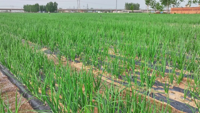 洋葱葱头大葱葱田