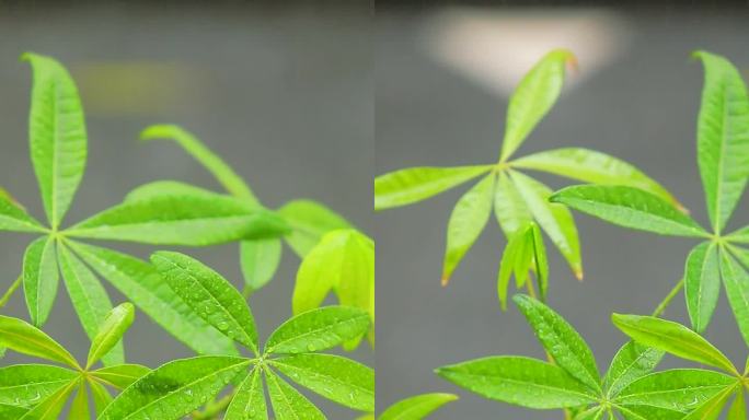 竖版慢动作下雨绿叶