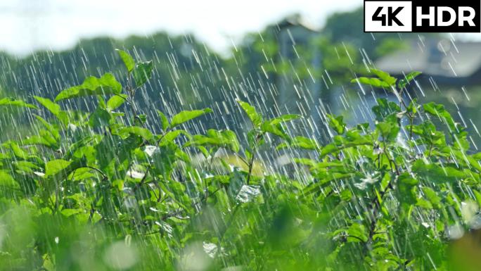 乡村田间奶奶菜园浇水空镜