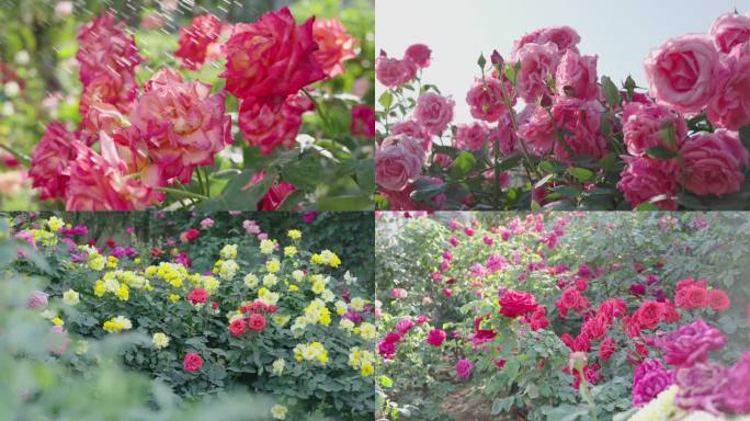 唯美月季花 月季花园 花海