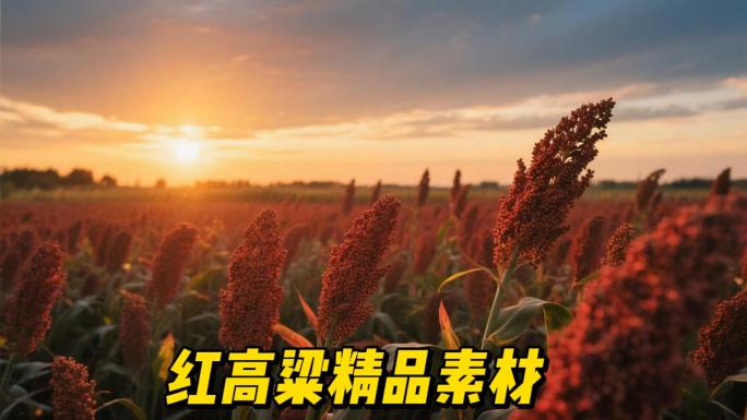 红高粱 高粱地