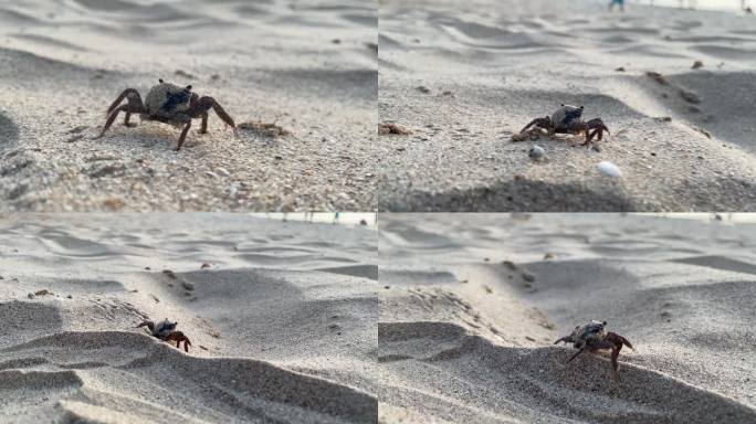 沙滩上的小螃蟹