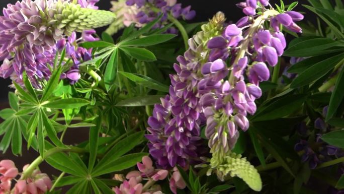 狼毒花。紫色和粉色花蕾的花束。