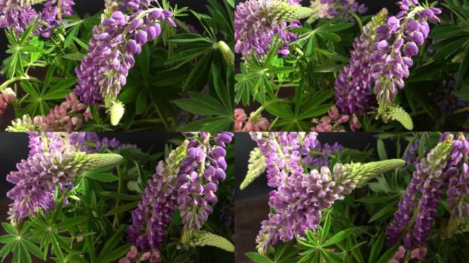 狼毒花。紫色和粉色花蕾的花束。