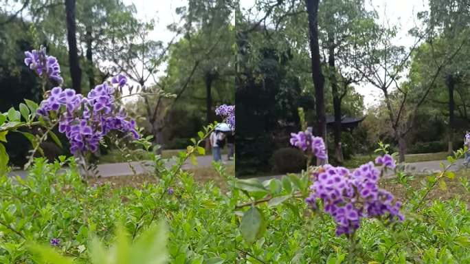 VID_20250411_152237
