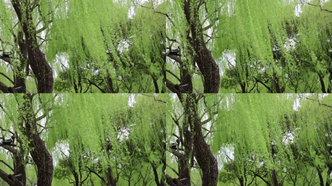 柳树枝条摇曳生姿