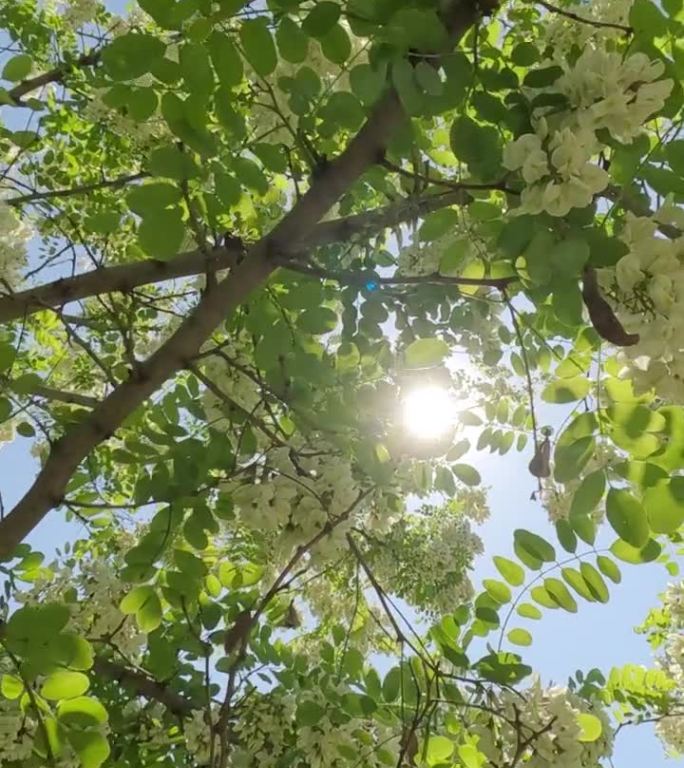 移动到假槐花树的枝条上