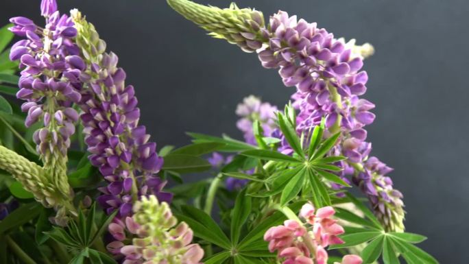 狼毒花。紫色和粉色花蕾的花束。