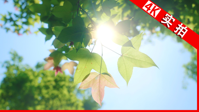 唯美阳光树叶光影树荫自然清新夏天小满夏至