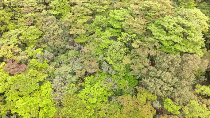 绿色植被覆盖山峦