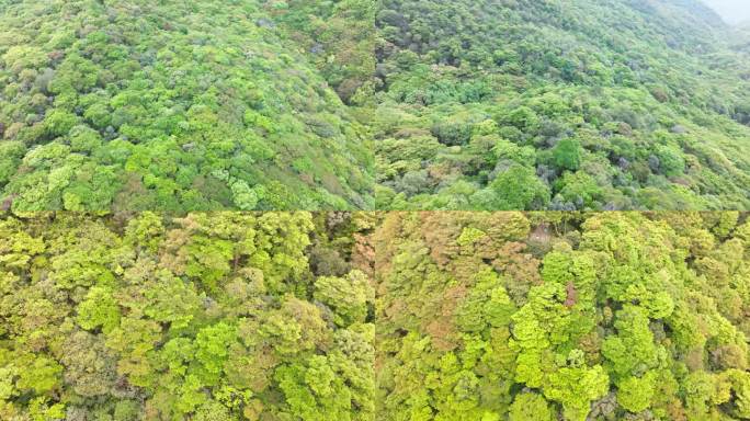 绿色植被覆盖山峦