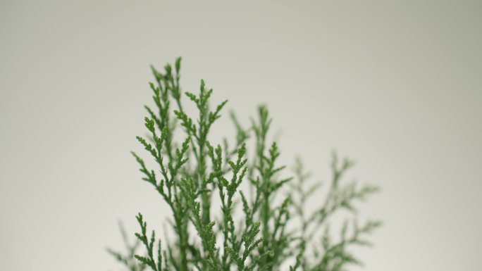侧柏叶 中药材 清新绿色植物特写