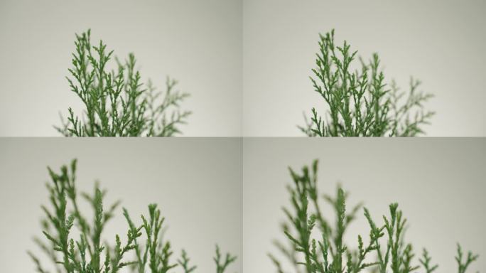 侧柏叶 中药材 清新绿色植物特写
