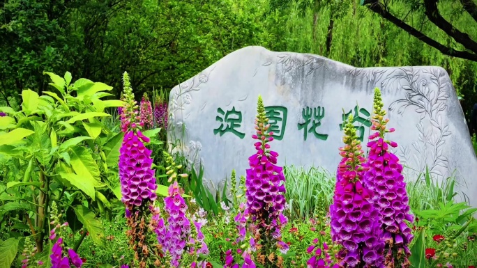 【合集】生机盎然的北京海淀公园自然花园