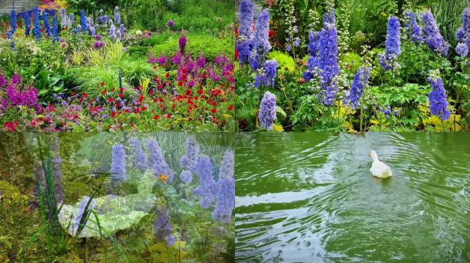 【合集】生机盎然的北京海淀公园自然花园