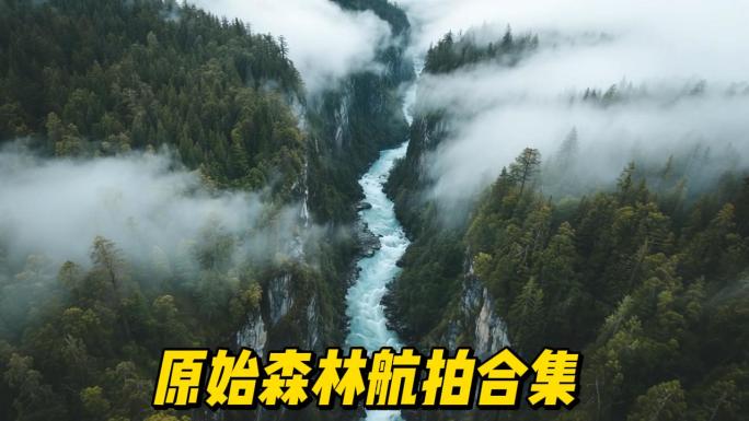 原始森林航拍森林合集