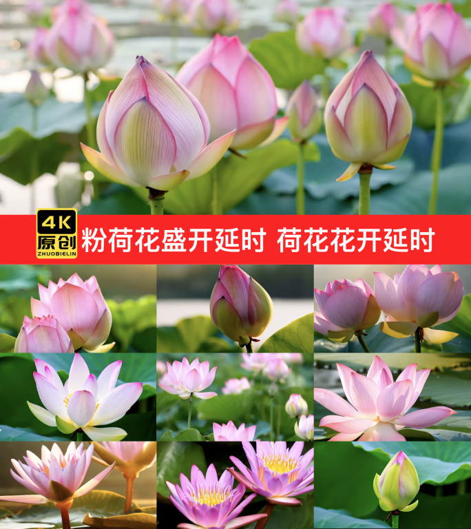 唯美荷花绽放瞬间 荷花盛开延时花开延时