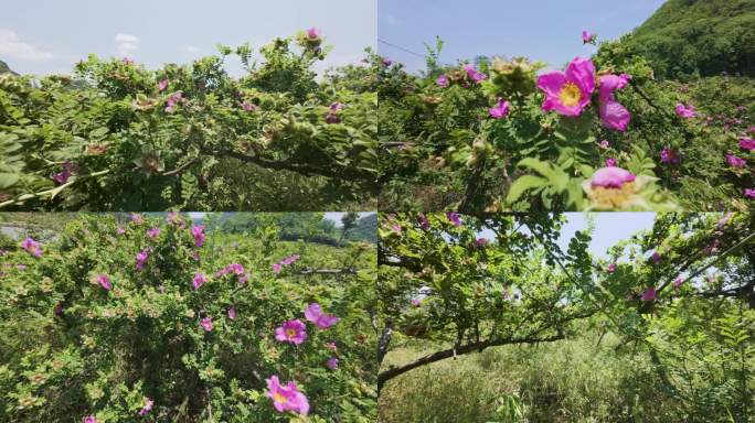 4k刺梨花开  农业产业刺梨