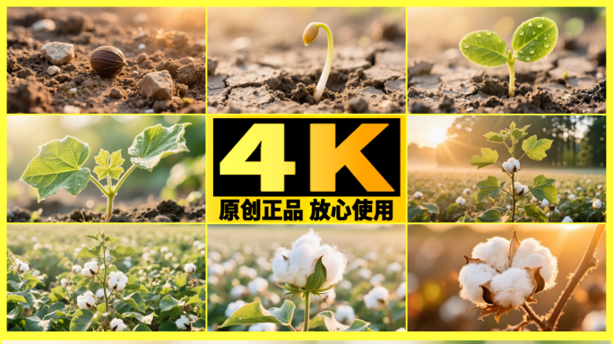 【精品】棉花生长全过程新疆棉花长绒棉棉田