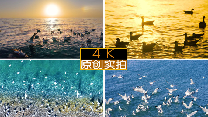 青海湖候鸟群 日出候鸟群 海鸥 青海风光