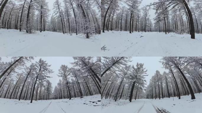 春雪塞罕坝林海穿行